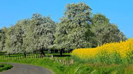 Course des Poiriers en Fleurs, Mantilly (61), dimanche 21 avril 2024