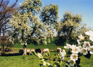 Course des Poiriers en Fleurs, Mantilly (61), dimanche 21 avril 2024